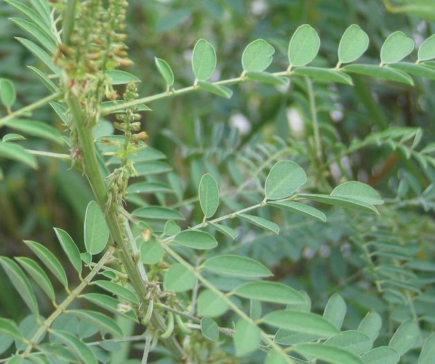 Indigofera australis SEEDS Native Indigo SEEDS Indigofera pseudotinctoria